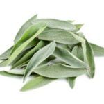 salvia