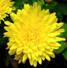 Image result for crisantemo amarelo
